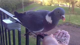 Wood pigeon get a dinner too [upl. by Rico]