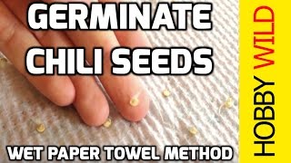 HOW TO GERMINATE CHILI SEEDS Wet Paper Towel Method [upl. by Smart]