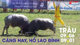 🔴CÁNG HAY HỔ LAO CŨNG ĐỈNH TRÂU 09 CHƠI HAY NHẤT HỘI CHỌI TRÂU ĐỒ SƠN GAY CẤN và MÃN NHÃN [upl. by Almire]