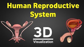 Human reproduction 3d human reproductive system 3d male amp female reproductive system NEET 2024 [upl. by Anum]