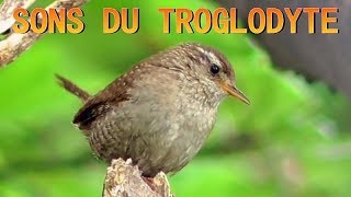 TROGLODYTE MIGNON Chant et cri [upl. by Barbe]