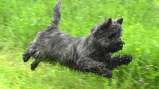 Керн терьер на прогулке Cairn Terrier on a walk [upl. by Ennagem]