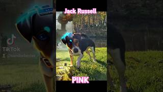 Jack Russell Pnk To The Future 🤖  Jack Russell shorts  jackrussellterrier tiktok [upl. by Kassi316]