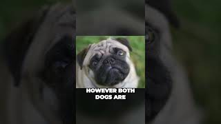 Brussels Griffon vs Pug  Personality Comparison [upl. by Anrahc]