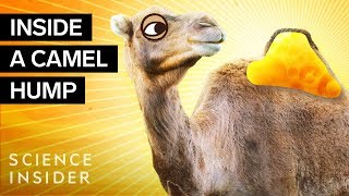 Whats Inside A Camel Hump [upl. by Kristie]