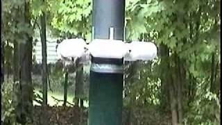 Critter Guard’s Pole Guard in Action – Preventing a Squirrel’s Access Via Power Utility Poles [upl. by Wheeler]