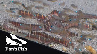 Kuhli Loach Feeding Frenzy [upl. by Rosati]