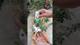 Before Winter Rose Plant Care Tips [upl. by Goldsworthy]