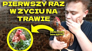 URATOWAŁEM KURY Z FERMY  ICH PIERWSZY RAZ NA ZEWNĄTRZ [upl. by Janina]