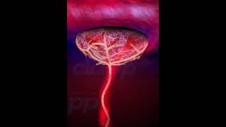 Placenta The organ that protect fetus inside womb  3D Animation [upl. by Onabru752]