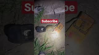 Tomcat Rat Trap Review [upl. by Spearing964]