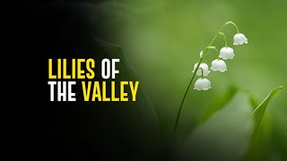 Lilies of the valley [upl. by Alilak591]