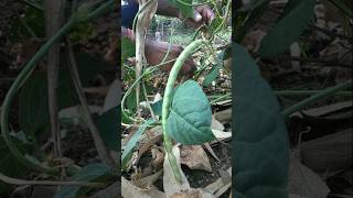 plucked cowpea pods from the field nature farming cowpea shorts [upl. by Radloff760]