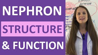 Nephron Structure and Function Physiology  Filtration Reabsorption Secretion NCLEX Review [upl. by Oynotna]