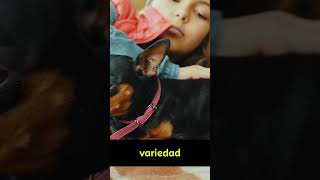 DESCUBRE LA VERDADERA HISTORIA DEL PINSCHER ¡CURIOSIDADES QUE NO SABÍAS perros pets [upl. by Yralam]