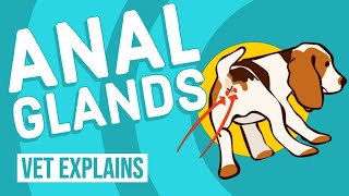 Dog Anal Glands  Vet Explains [upl. by Arayt942]