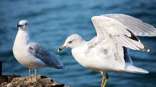 ♡ Full AudioBook ♡ Jonathan Livingston Seagull By Richard Bach Timeless Spiritual Classic [upl. by Jaan]