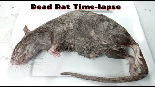 Dead Rat Timelapse [upl. by De Witt]