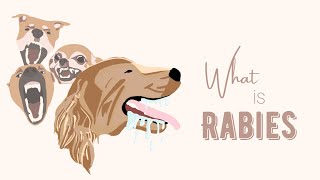 What is Rabies [upl. by Leonardo]