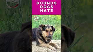 Sounds that Dogs Hate to hear dogsound funny [upl. by Tegan]