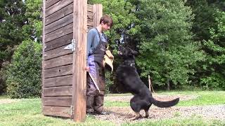 Elite Black German Shepherd Neutralizes Intruder  Featuring Wayne Simanovich DogTraining [upl. by Franciskus143]