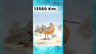 13560 Km without stop amp rest  Bar tailed Godwit makes world record BartailedGodwit shorts [upl. by Akanke]