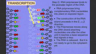 Protein Synthesis Stage 1 Transcription [upl. by Einwahs]