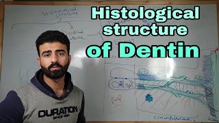 dentin 2  histological structure of dentin  oral histology [upl. by Ynomrah590]