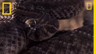 Rattlesnake vs Rat  National Geographic [upl. by Dlared]