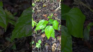 Leaves of Tiliacora acuminata [upl. by Garbers]