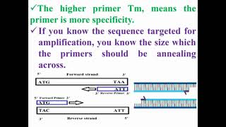 PCR Primers Functions in PCR Reaction [upl. by Glynas647]