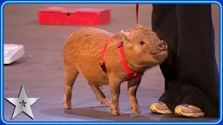 Rupert the PIANO PLAYING Pig 🐷  Unforgettable Audition  Britains Got Talent [upl. by Elatsyrk597]