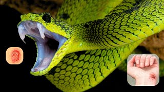 Top 10 Most Venomous Snakes in the World – You Wont Believe [upl. by Eednahs]