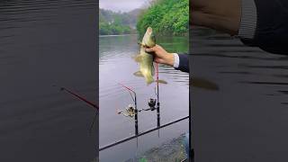 Automatic fishing rodhow easy to catch fish look nowfishingwithmasud fishing riverhookfishing [upl. by Jb72]