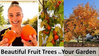 Persimmon Fruit Why You should Eat amp Grow them  Health Benefits  How to Grow Backyard Gardening [upl. by Letney452]