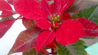 How to grow POINSETTIA a holy plant from cuttings of mother plants in Hindi and Urdu [upl. by Loseff]