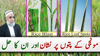 Brown spots on Rice plants and its solution  Crop Reformer [upl. by Nauqas681]