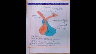 Pituitary gland anterior posterior  with harmones release medical student mbbsbpt  viral 💯💯💯 [upl. by Felike]