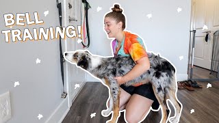 How To BELL TRAIN Your Puppy to GO POTTY Potty Training Your Pup With Potty Bells [upl. by Albur]