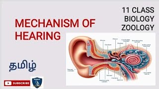 Mechanism of Hearing in Tamil  Neural Control amp Coordination  Zoology  Class 11  TNSCERT [upl. by Navaj909]