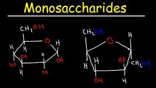 Monosaccharides  Glucose Fructose Galactose amp Ribose  Carbohydrates [upl. by Elleraj]