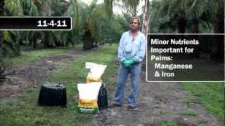 Recommended Fertilizers for Palms [upl. by Ennylhsa]