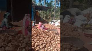 Coconut breaking for dry coconut drycoconut coconut trending viralvideo 2024 today [upl. by Ardnuassac]