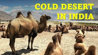 Ladakh Trip  Chapter 5  Nubra Valley  Cold Desert  Khardung La  Hunder  Camel  Sand dune [upl. by Tnaryb]