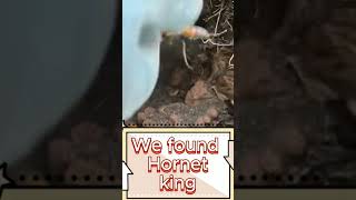 Part 5Finally we captured the Hornet King [upl. by Nairoc]