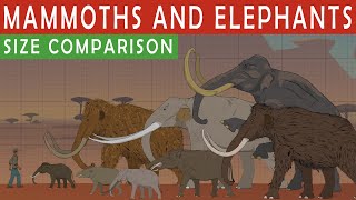 MAMMOTHS AND ELEPHANTS SIZE COMPARiSON  Living and Extinct [upl. by Ahsinaj]