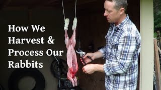 How We Harvest and Process Our Rabbits [upl. by Buxton]