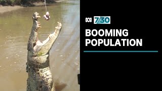 Crocodile numbers exploding in the Northern Territory  730 [upl. by Siugram]