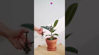 Pothos Care Tips amp Tricks 🌿 [upl. by Kecaj]