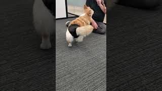 Adorable Corgi Tricks That Will Melt Your Heart 🐶✨ [upl. by Sauveur]